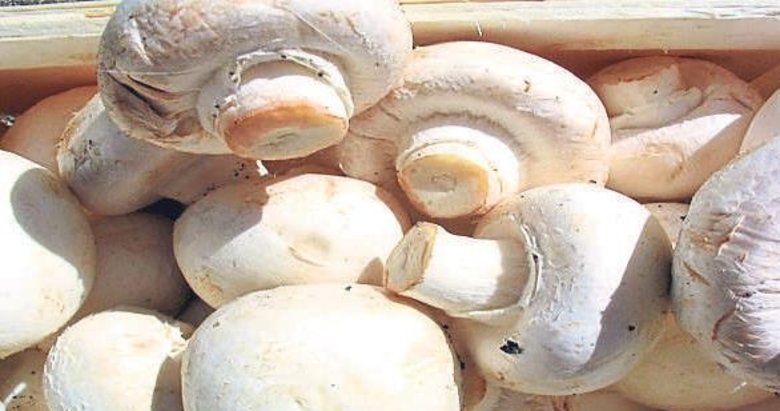 Güçlü bağışıklık sistemi için mantar tüketin