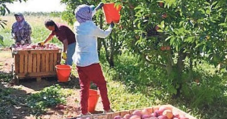 Elmacılığın kalbi Çivril’de sezon bereketle açıldı