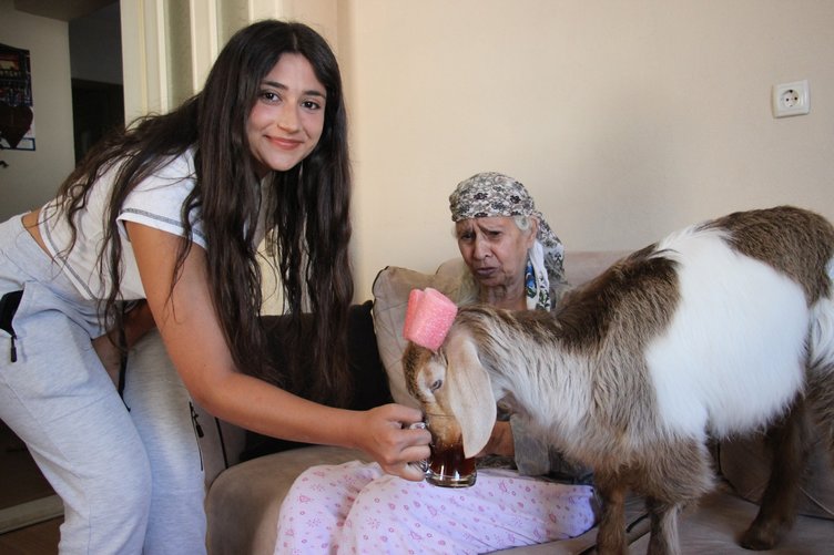 Ninja keçi demlik demlik çay içiyor, çaysız duramıyor!