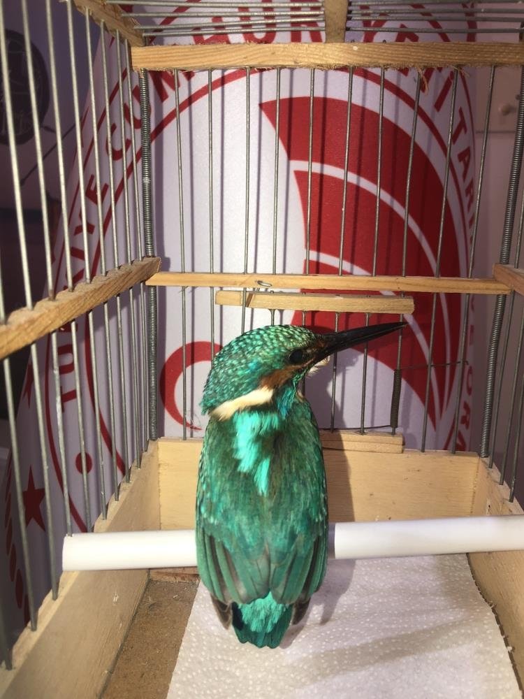 Cama çarparak yaralanan yalı çapkını tedavi edildi