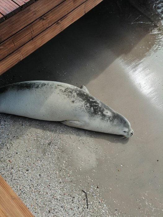 Nadir görülen beyaz fok balığı Bodrum koylarında