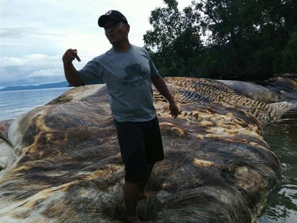 Kıyıya vuran 15 metrelik gizemli canlı görenleri şaşkına çevirdi