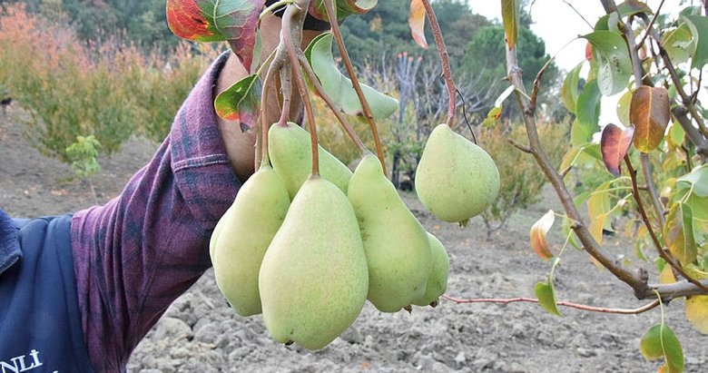 Çanakkale şaşırtan olay! Armut ağacı 2 ay ara ile meyve verdi