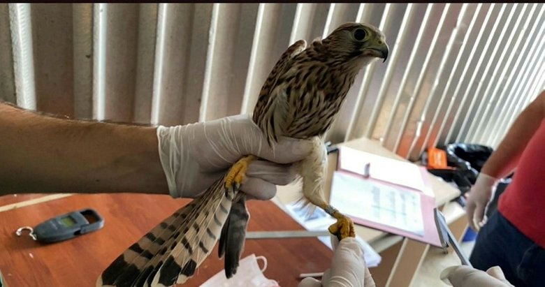 Bakım ve tedavileri yapılan 14 kuş halkalanarak doğaya salındı