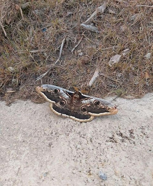 Avrupa’nın en büyük kelebeği Çanakkale’de görüntülendi