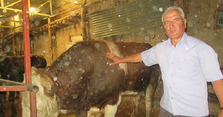 Afyonkarahisar’da 1,5 tonluk Hüdai pazara çıkarılamadı