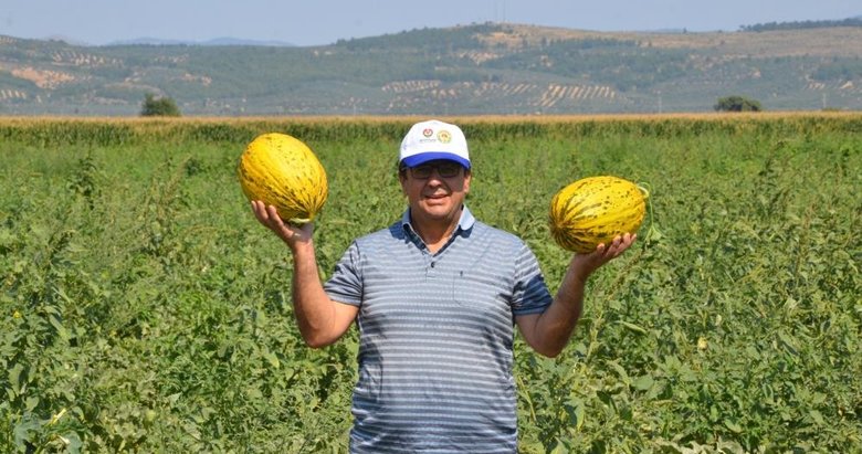 Manisa’da Kırkağaç kavununda ilk hasat
