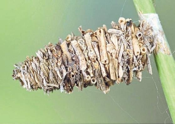 Evlerini sırtında taşıyan doğanın küçük mimarları