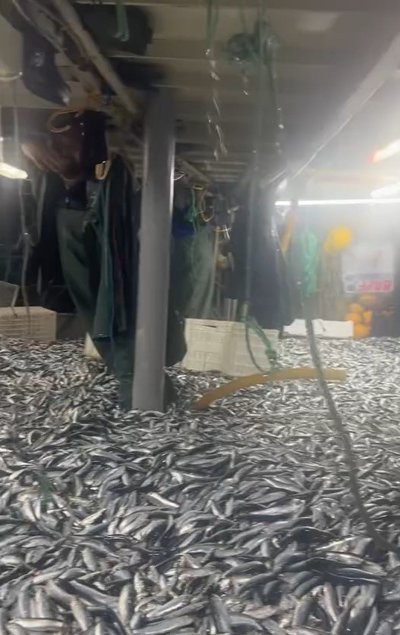 Çanakkale Boğazı’nda 17 ton sardalya yakalandı