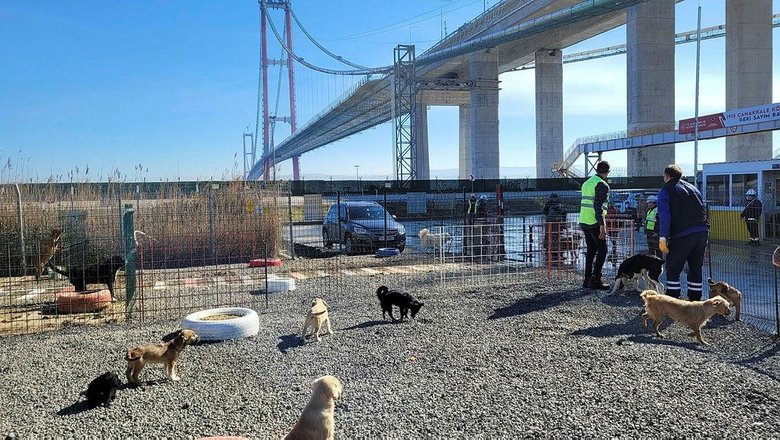 Hayvan dostu köprü! 1915 Çanakkale Köprüsü’ne can dostlar için barınak