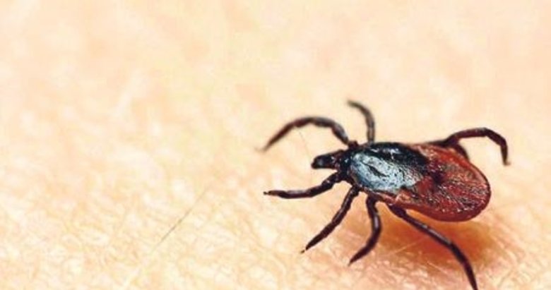 Kene riski şehirlerden çok kırsalda yüksek