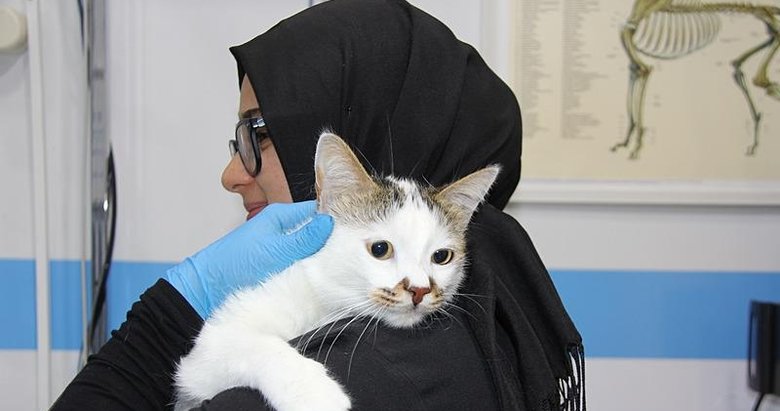 Şehir değiştirince depresyona girmişti! ’Paşa’ kedi sağlığına kavuştu