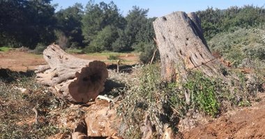 Muğla’da kestiği 30 zeytin ağacı için 30 bin lira ceza yedi