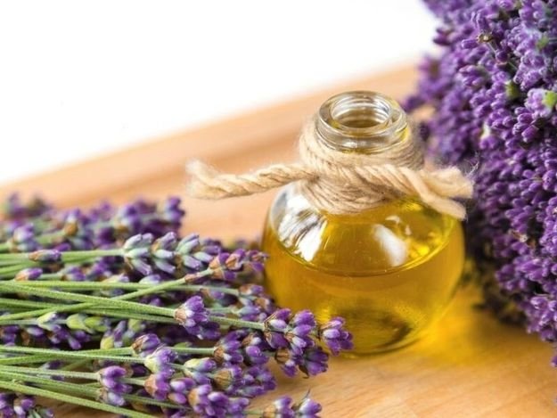 Karabaş otu neye iyi gelir? Faydaları nelerdir?