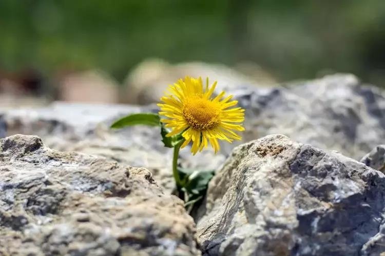 Demliğe 1 parça ekleyip bronşit ve öksürüğe veda edin! Yol kenarında bile yetişiyor