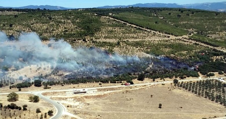 Son dakika: İzmir’de ağaçlandırma sahasında korkutan yangın!