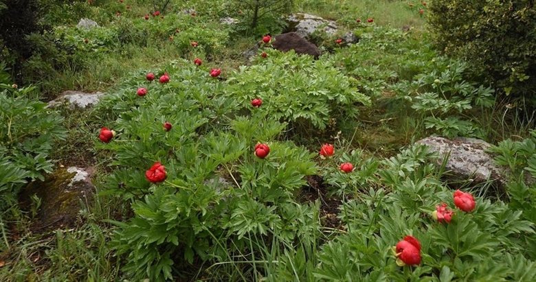 Uşak’ta 5 hektarlık saha koruma alanı ilan edildi