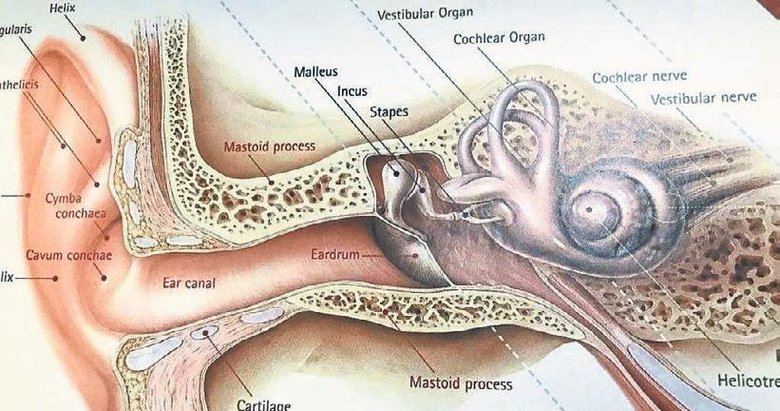 Orta kulak iltihabı kalıcı işitme kaybına yol açabilir