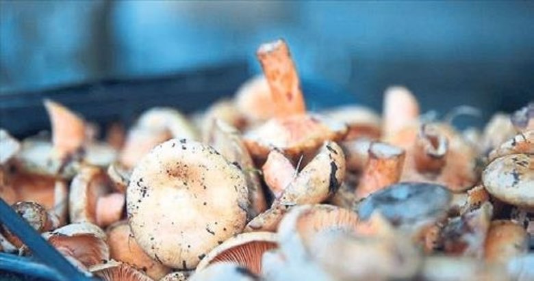 Mantar hem lif hem de protein kaynağı