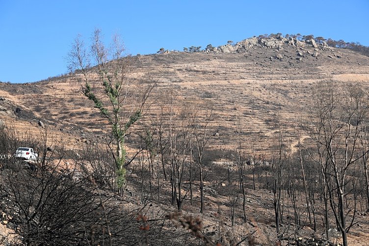 İzmir’de yangın sonrası doğa yeniden canlanıyor