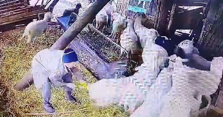 Balıkesir’de dehşete düşüren görüntü! Ağıla girip koyunlara işkence yaptı