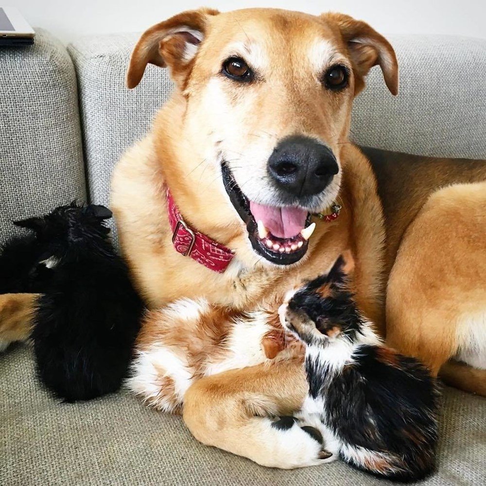 Bu köpek özel! Şu ana kadar 60 kediye annelik yaptı! 20 binden fazla takipçisi var