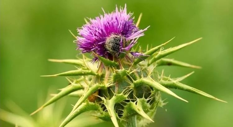 Deve dikeni çayının faydaları nelerdir?