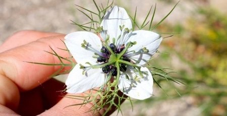 Şifa bu kadar yakınmış: Bir bitki, onlarca fayda!...
