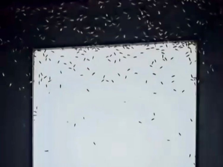 İzmir’de beyaz sinekler yüzünden yolda yürümek bile zorlaştı