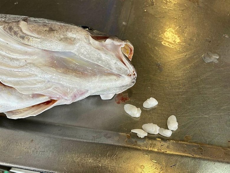 Böbrek hastalığına iyi geldiği öne sürülen kaya levreği taşı için