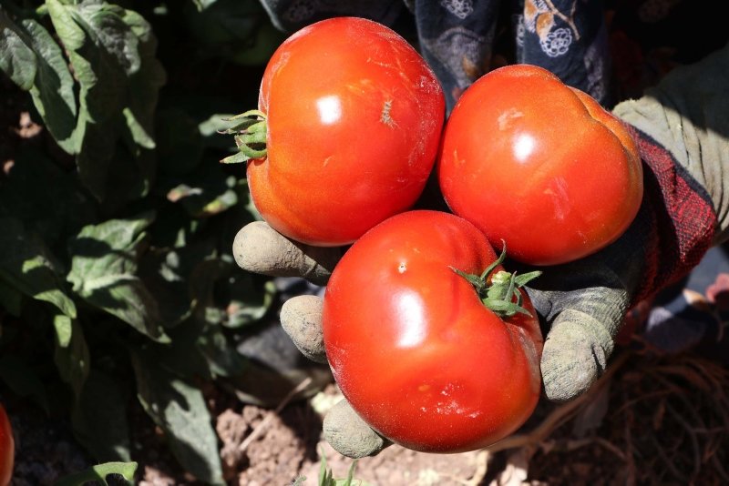 Meşhur Çanakkale domatesinin hasadı sürüyor
