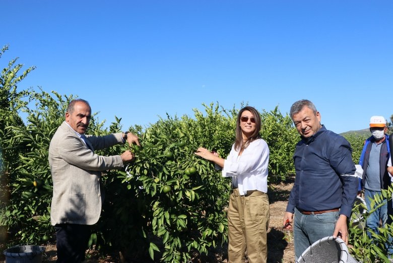 Gönüllü öğrenciler, İzmir’de ihtiyaç sahipleri için mandalina topladı