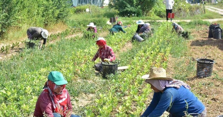 Mevsimlik tarım işçileri için 25 milyon lira kaynak ayrıldı