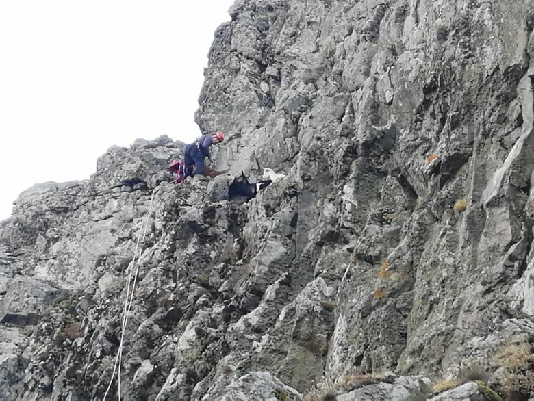 Kayalıklarda mahsur kalan keçiler, halatlarla kurtarıldı