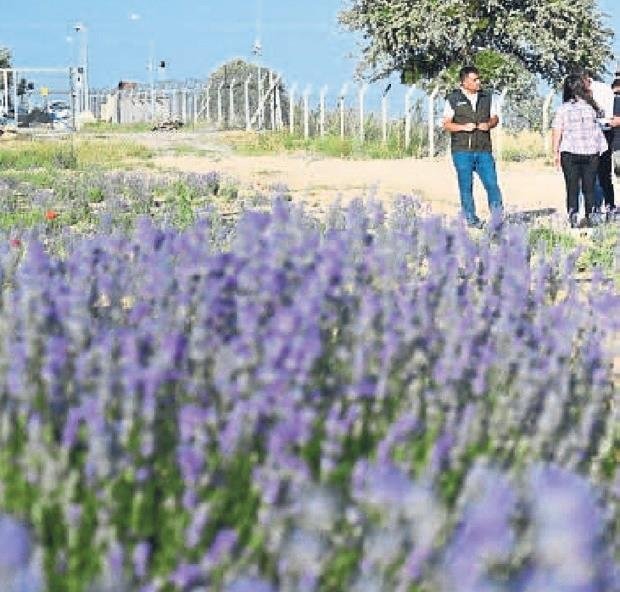 Kadın girişimciden bozkıra lavanta bahçesi