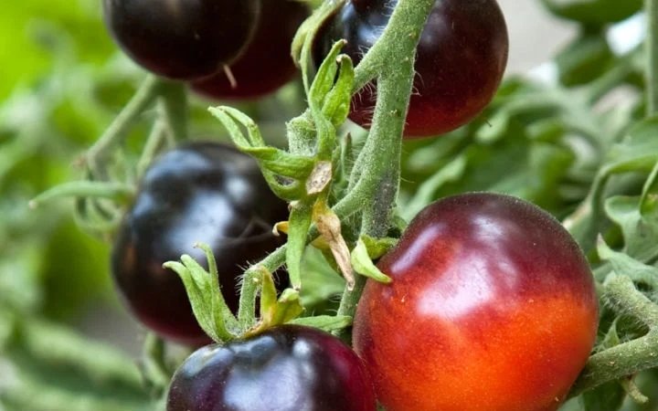 Tek bir tohumu kanserle savaşıyor...Doğal kemoterapi etkisi yaratıyor!