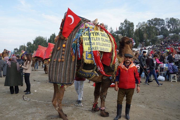 Aydın’da deve güreşi sezonu başladı