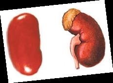 Benzediği organa fayda sağlayan besinler