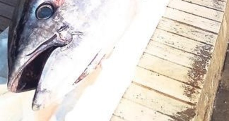 100 kiloluk torik hamsi ağına takıldı