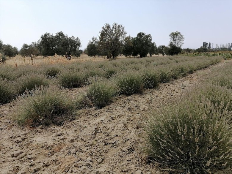 Gelibolu Tarihi Yarımadası’nda lavanta tarlaları görsel şölen oluşturuyor
