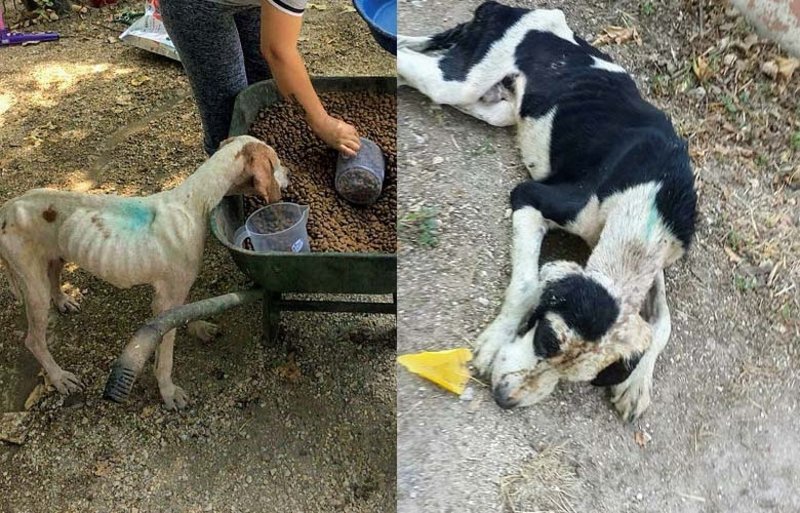 Izmir Deki Hayvan Barinaginda Ic Sizlatan Goruntuler