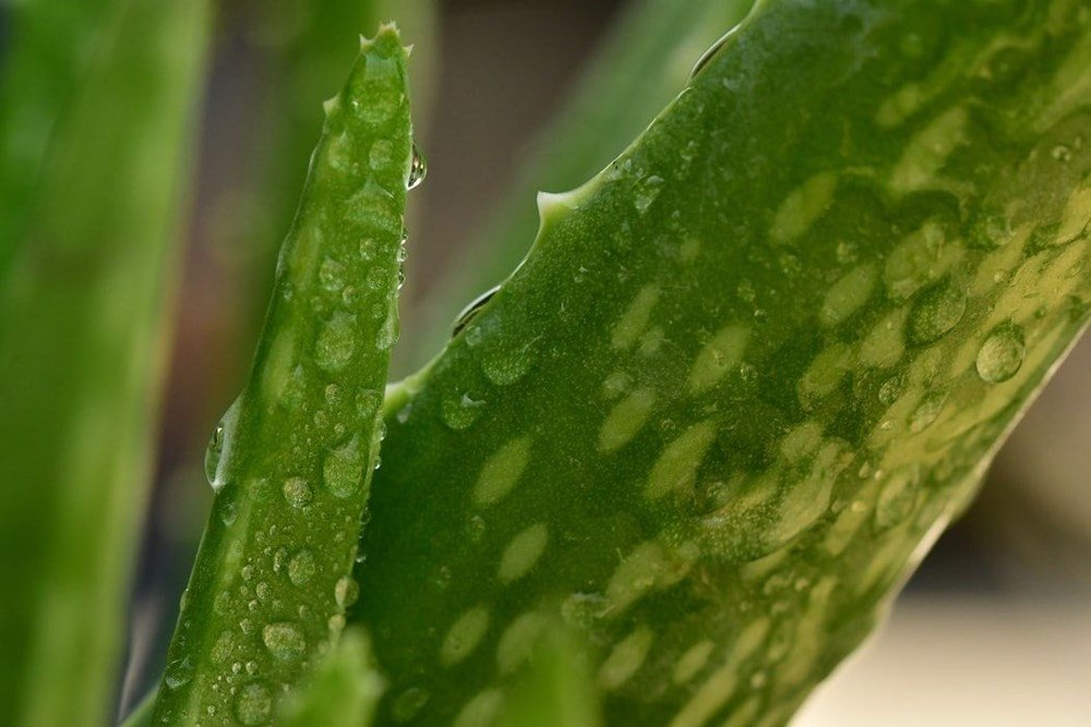 Aloe Vera bitkisine nasıl bakılır? Aloe Vera nasıl kullanılır?