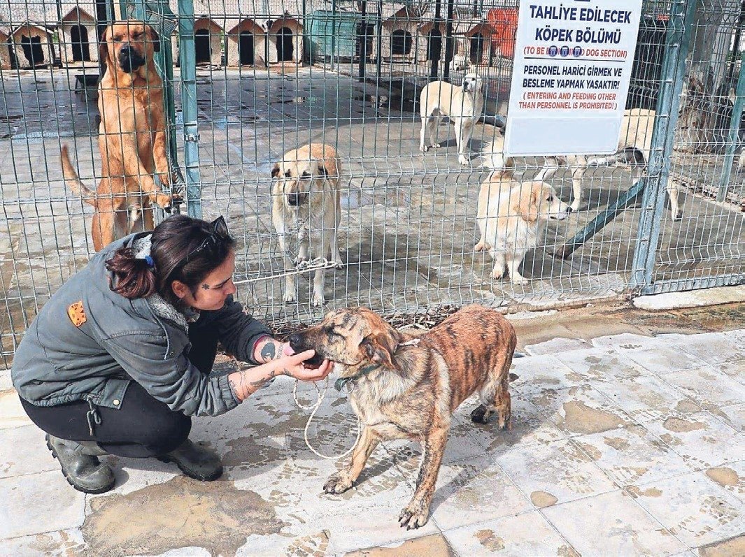 Aydın Didim'de köpekleri korudu işinden oldu