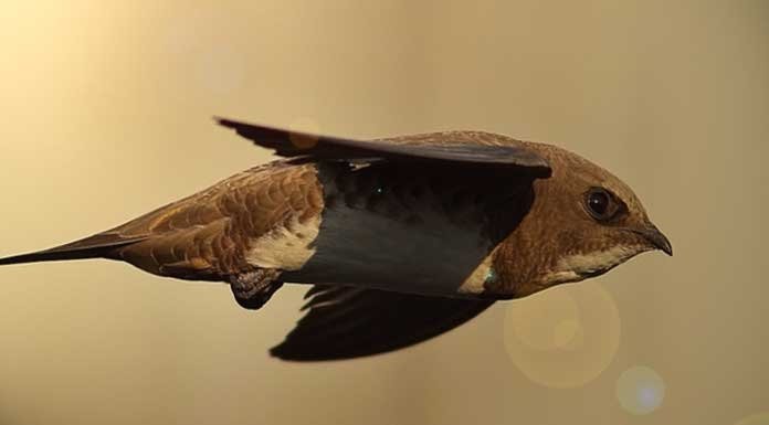 Aydın’da trafo binasına sıkışan Ebabil kuşunu itfaiye kurtardı