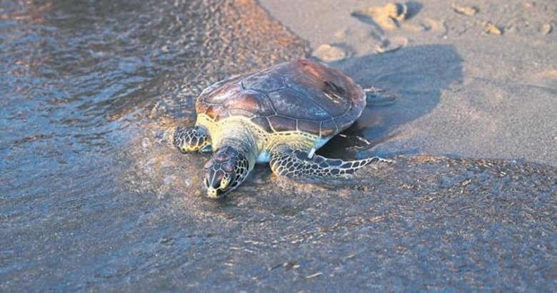 Caretta ‘Cumhuriyet’ denizle buluştu