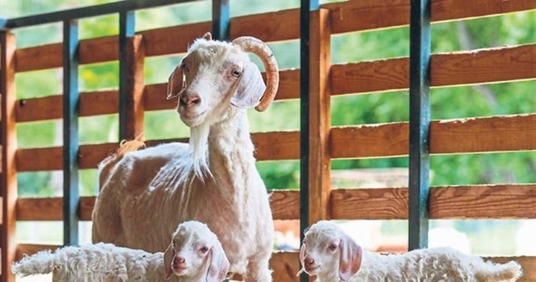 Yaşam parkında 70 yeni hayat