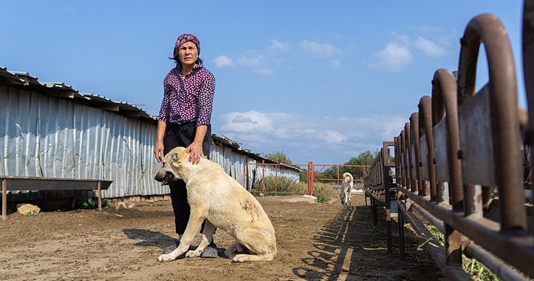 Türkiye’de ilk kez ücretsiz olarak Çanakkale’de: Çoban köpekleri kimliklendiriliyor