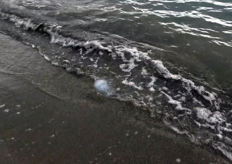 Denizlerde yakıcı tür denizanası çoğaldı! Uzmanından ’temas etmeyin’ uyarısı