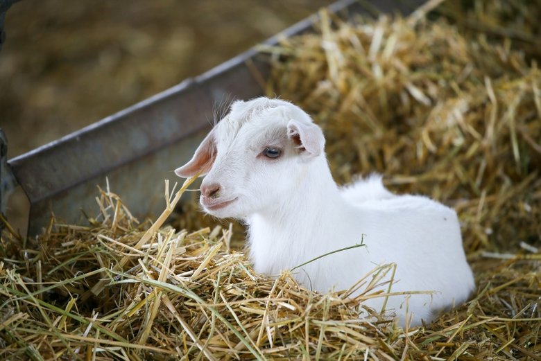 Çocukluk hayalinin peşinden gidip tek başına çiftlik kurdu