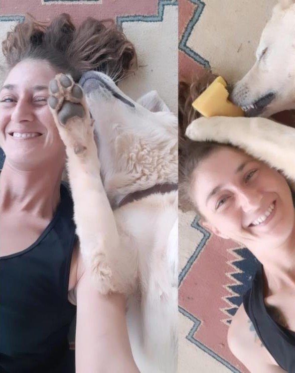 Bodrum’da kedi ve köpek katliamı